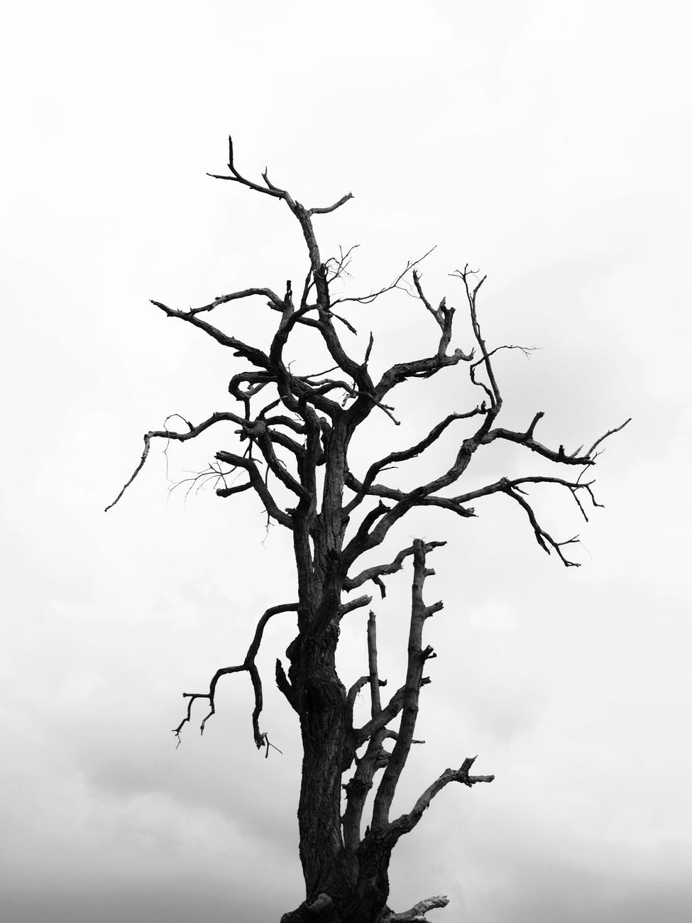 The rocking tree